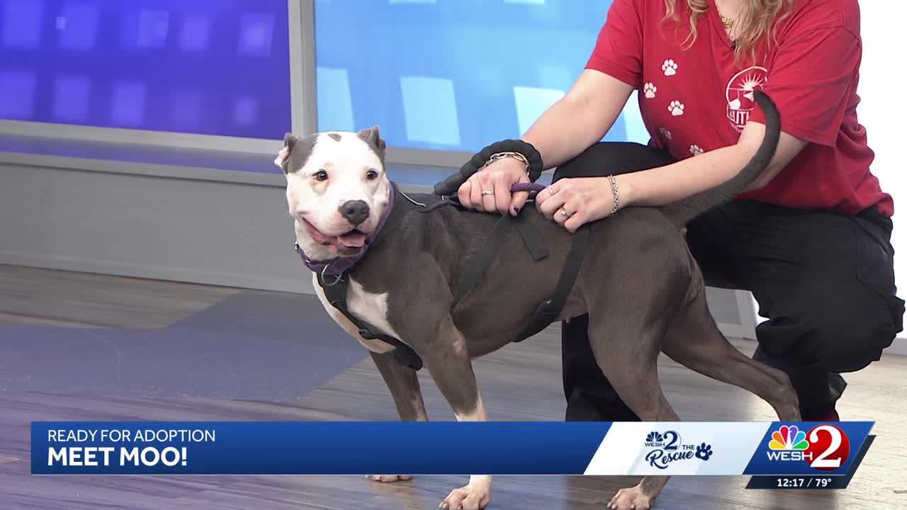 Moo at Southeast Volusia Humane Society is looking for a home — WESH 2 Orlando, Beaumont Community news