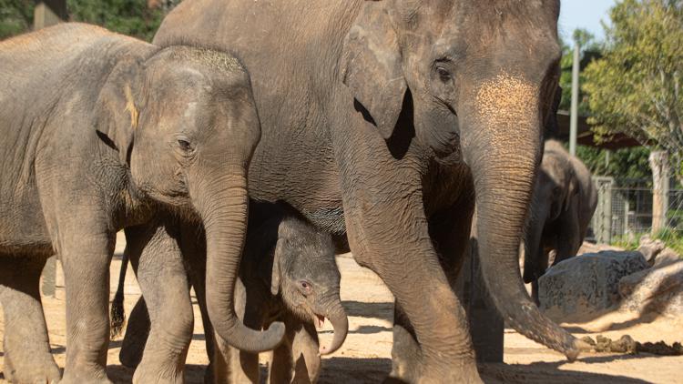 Houston Zoo makes emotional announcement involving Kirby and two other beloved elephants — KHOU 11 (Houston), Beaumont Community news