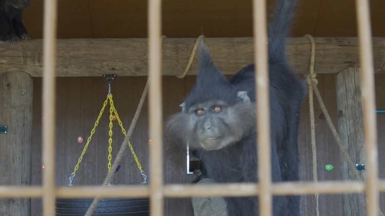 Exclusive look at Big Spring's newest community zoo — NewsWest 9 (Permian Basin), Beaumont Community news