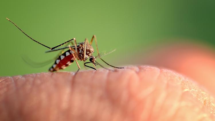 Dengue fever cases surpass 400 across Tampa Bay: See county-by-county numbers — WTSP 10 Tampa Bay, Beaumont Community news